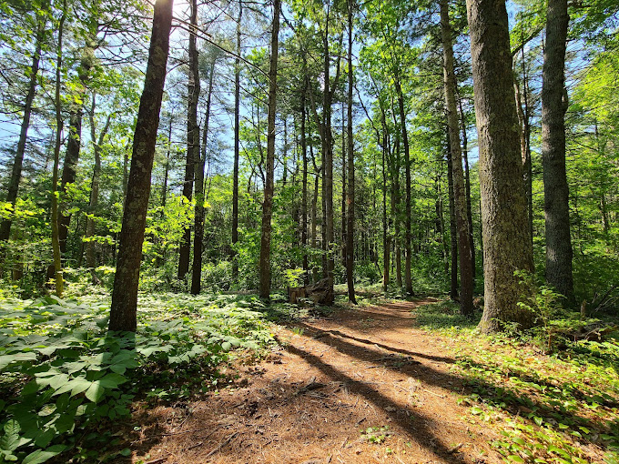 Griswold_CT_Pachaug_state_forest1